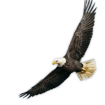 No Background-Fly-High-Like-an-Eagle-pxr29sz3u18j9kz9tunaufvwhebasjc5a2ni0mb4fg