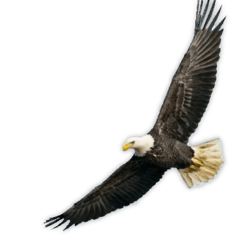 No Background-Fly-High-Like-an-Eagle-pxr29sz3u18j9kz9tunaufvwhebasjc5a2ni0mb4fg